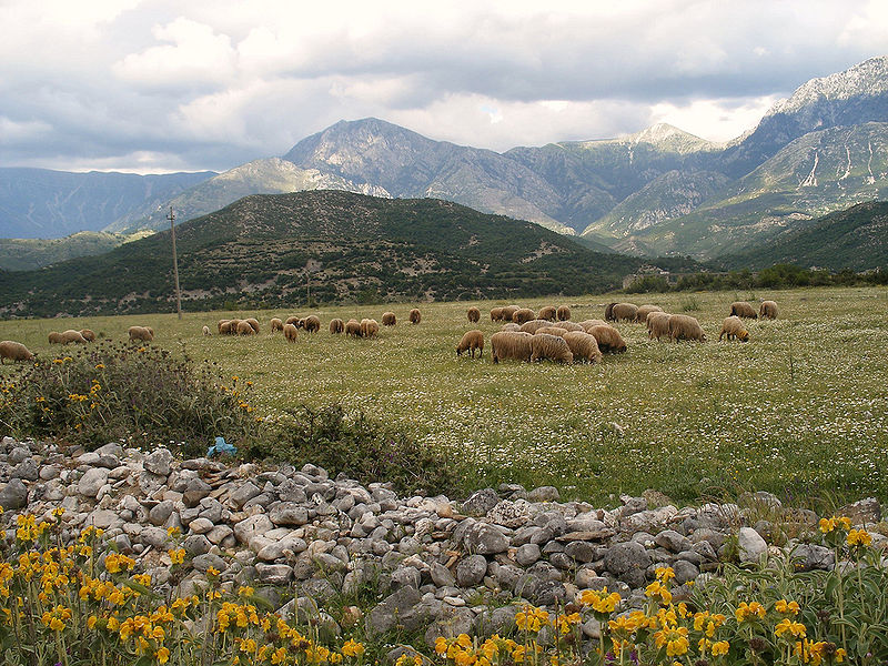 Albania pasture