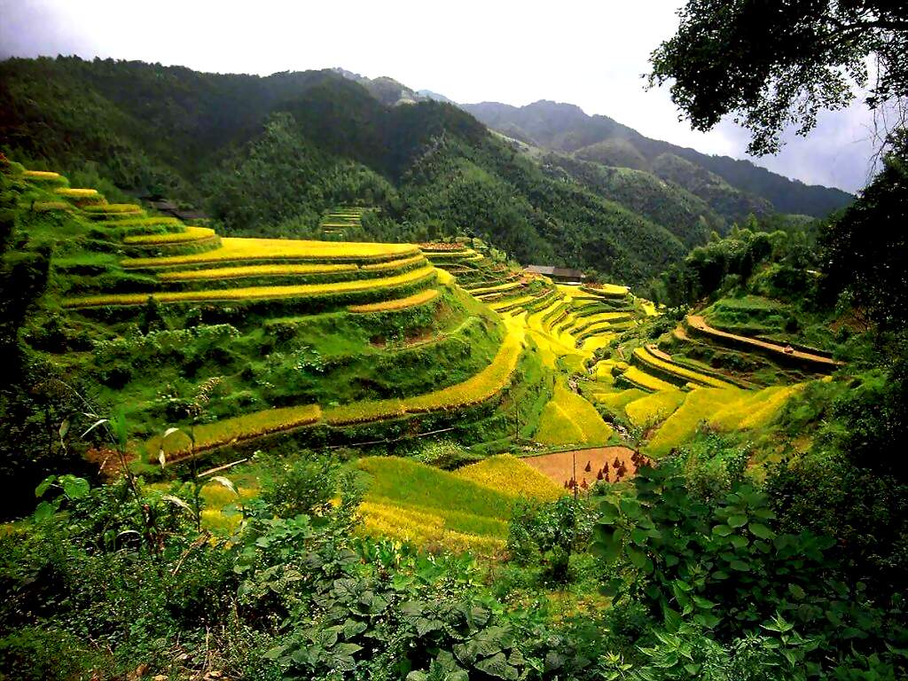 Rice Terraces Guangxi china.