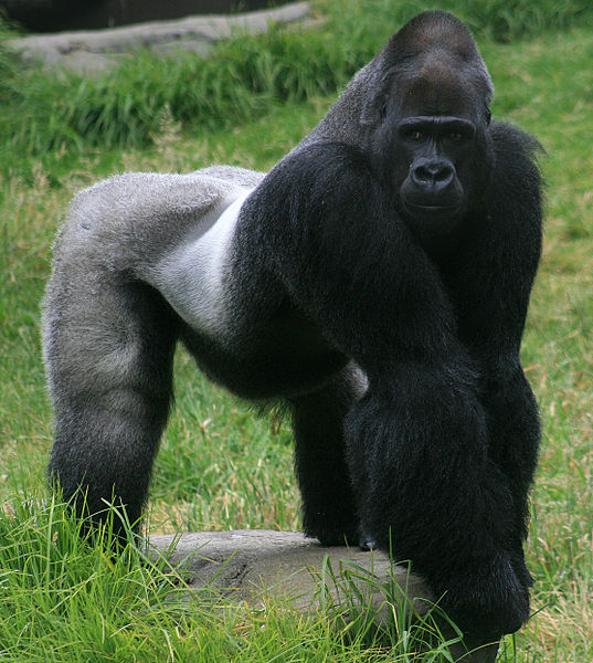 Male gorilla Congo