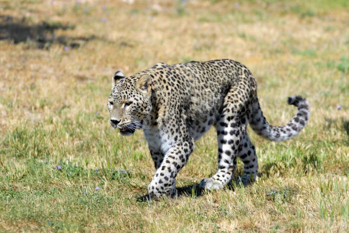 guinea leopard