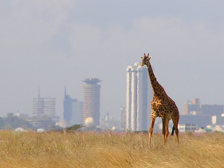 Giraffe Nairobi Skylines Kenya