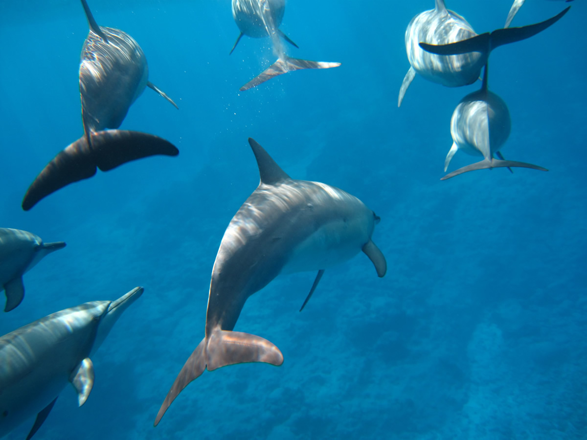 niue dolphins