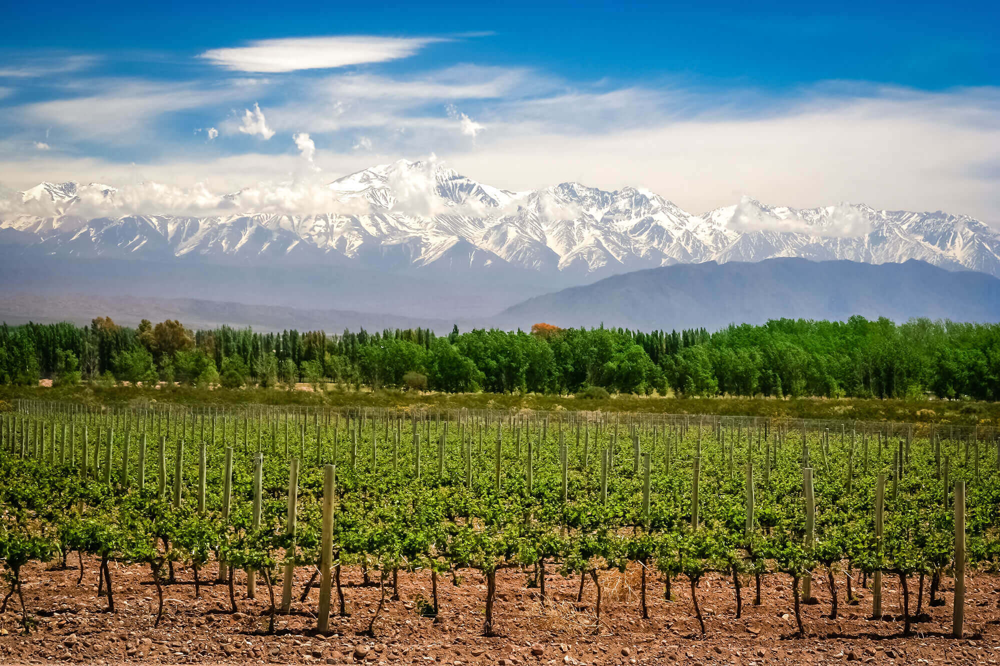 Organic vineyards Mendoza, Argentina