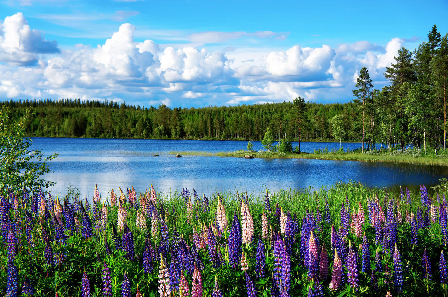 Scandinavian summer landscape, Sweden